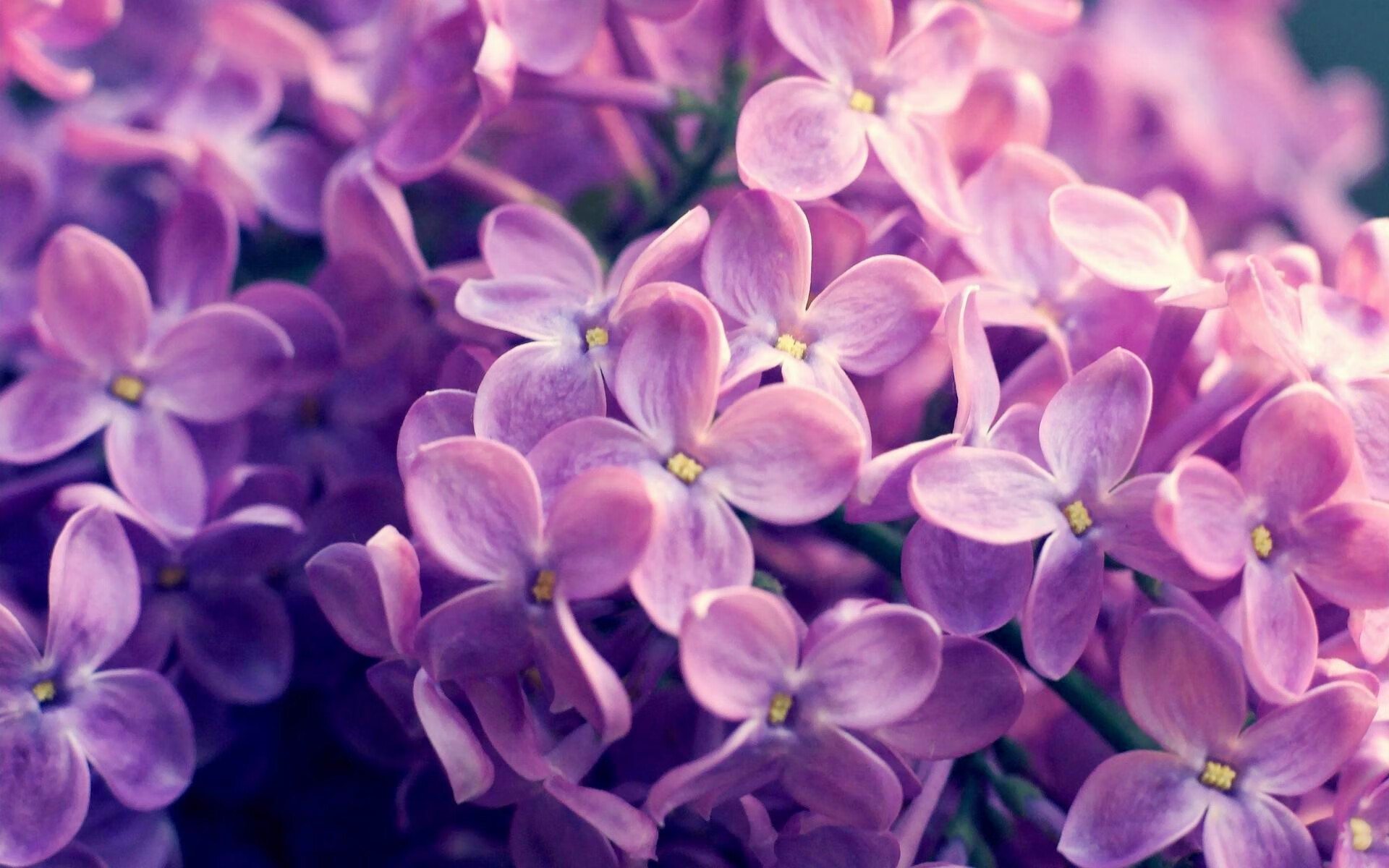 熊猫体育app下载-美洲杯明星比拼：精彩突破，惊艳全场！，美洲杯大名单