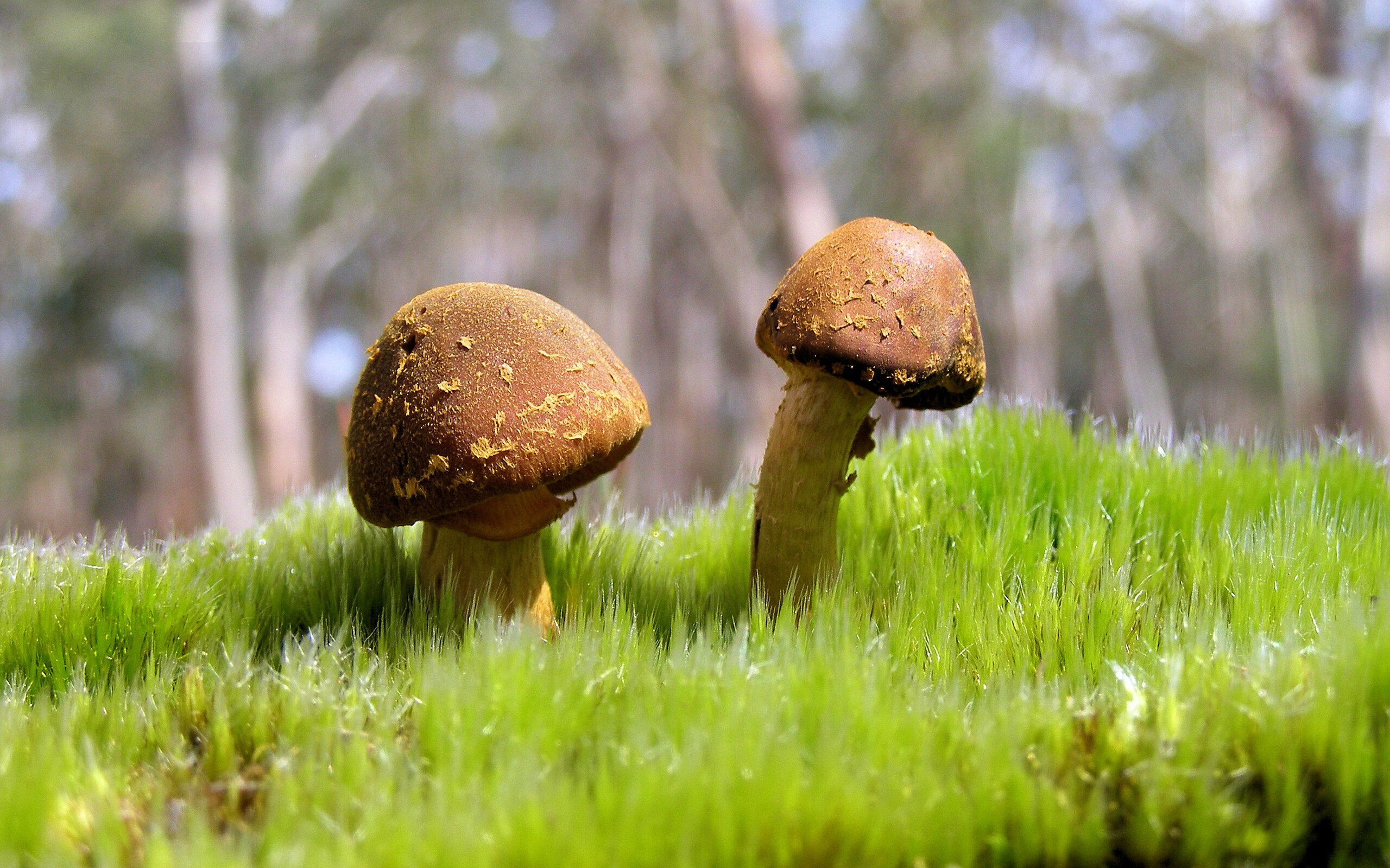 熊猫体育app官网-马克·阿特金森：南非队的闪电边锋，全场最具威胁的进攻利器